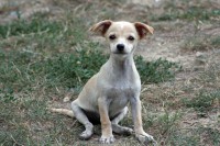 /album/allatok-a-kedvencek/vad-kutya-tamadas-1-jpg/